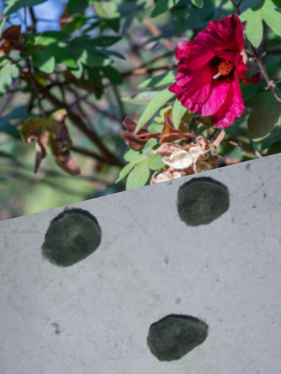 Buy 25 Seeds-Gossypium arboreum-Red flower, nattu sembaruthi, semparathai, semparuthi(original), நாட்டு செம்பருத்தி-Live plant online shopping for sale-25 seeds