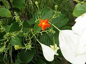 Buy Mussaenda frondosa, dhobi tree, wild mussaenda, बेदिना Bedina, வெள்ளிமடந்தை Vellimatantai-Live plant online shopping for sale,