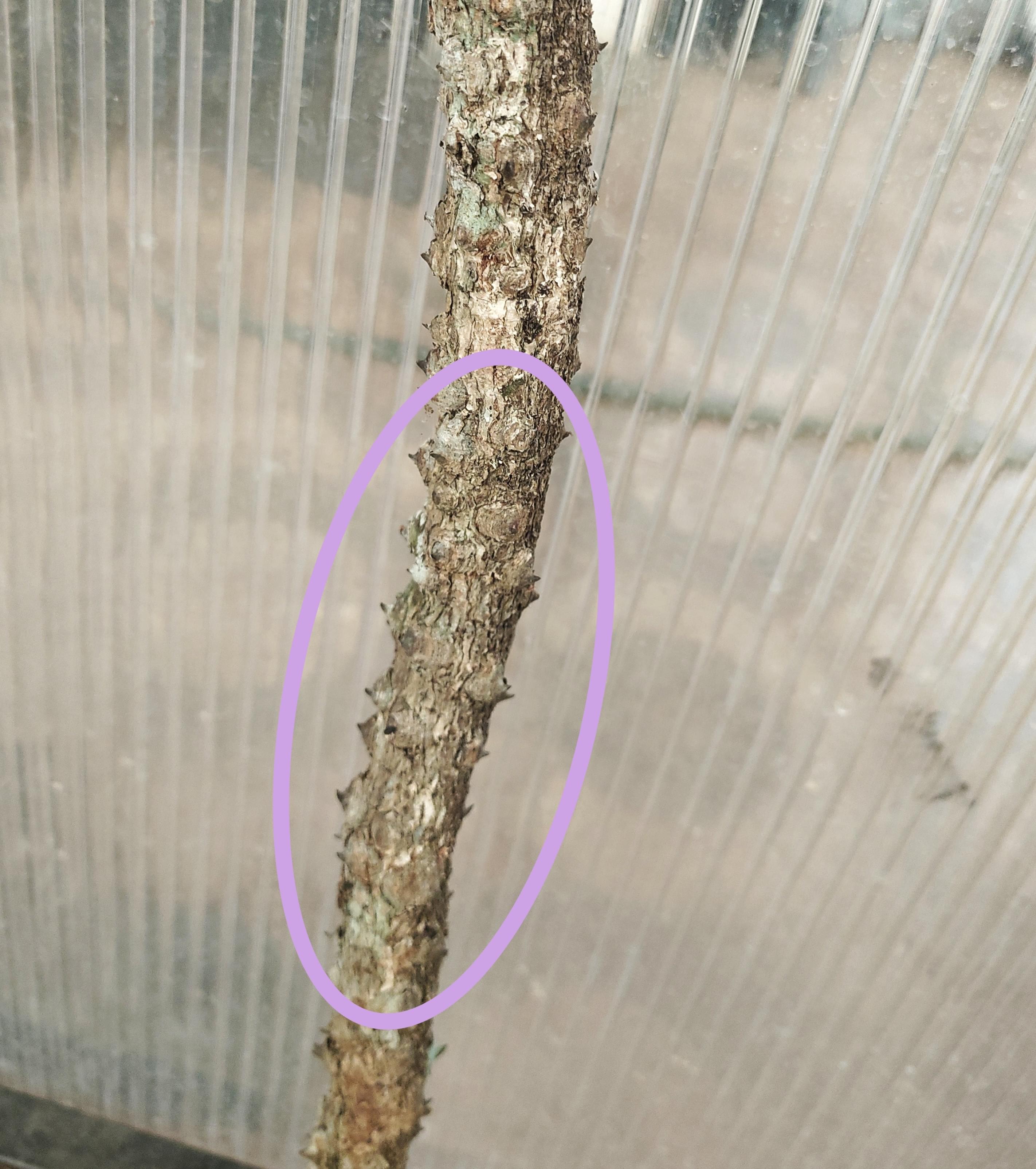 Buy Yeru singi(original), Yerusingi, erusingi, ஏறுசிங்கி-குச்சி, Zanthoxylum rhetsa-1 stick
