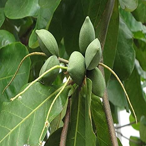 Buy Terminalia catappa, indian almond, jangli badam, इङ्गुदः Inguda, ashwini nakshathra 3rd paadham-Live plant online shopping for sale